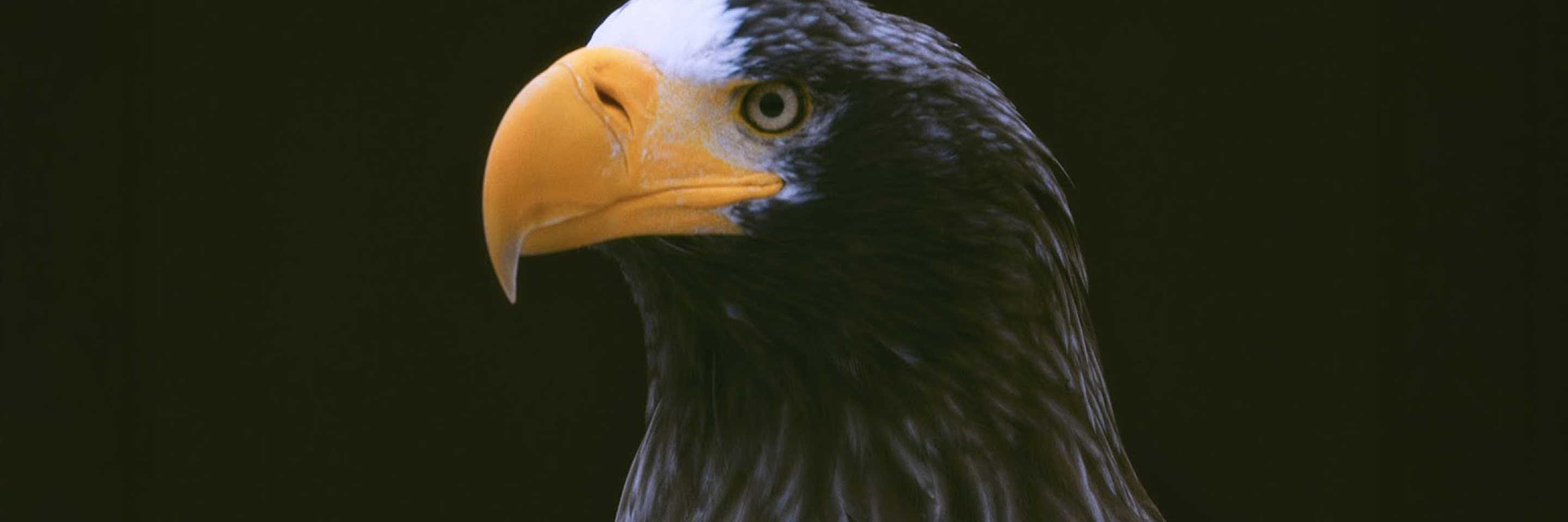 猛禽類医学研究所 コンセプトムービー